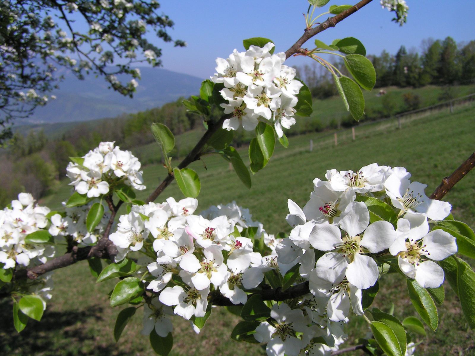 Weiße Birnblüten vor grünen Wiesen und Hügeln