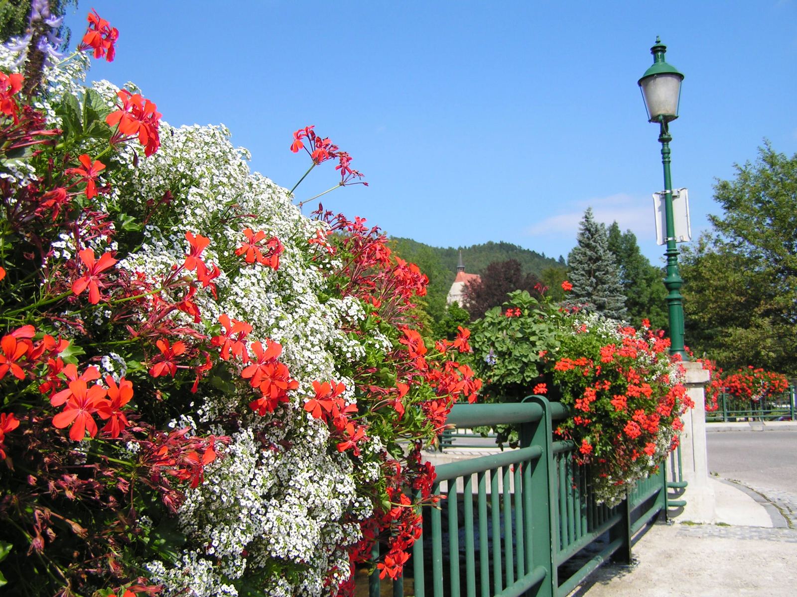 Blühende Geranien an der Brücke mit grüner Laterne