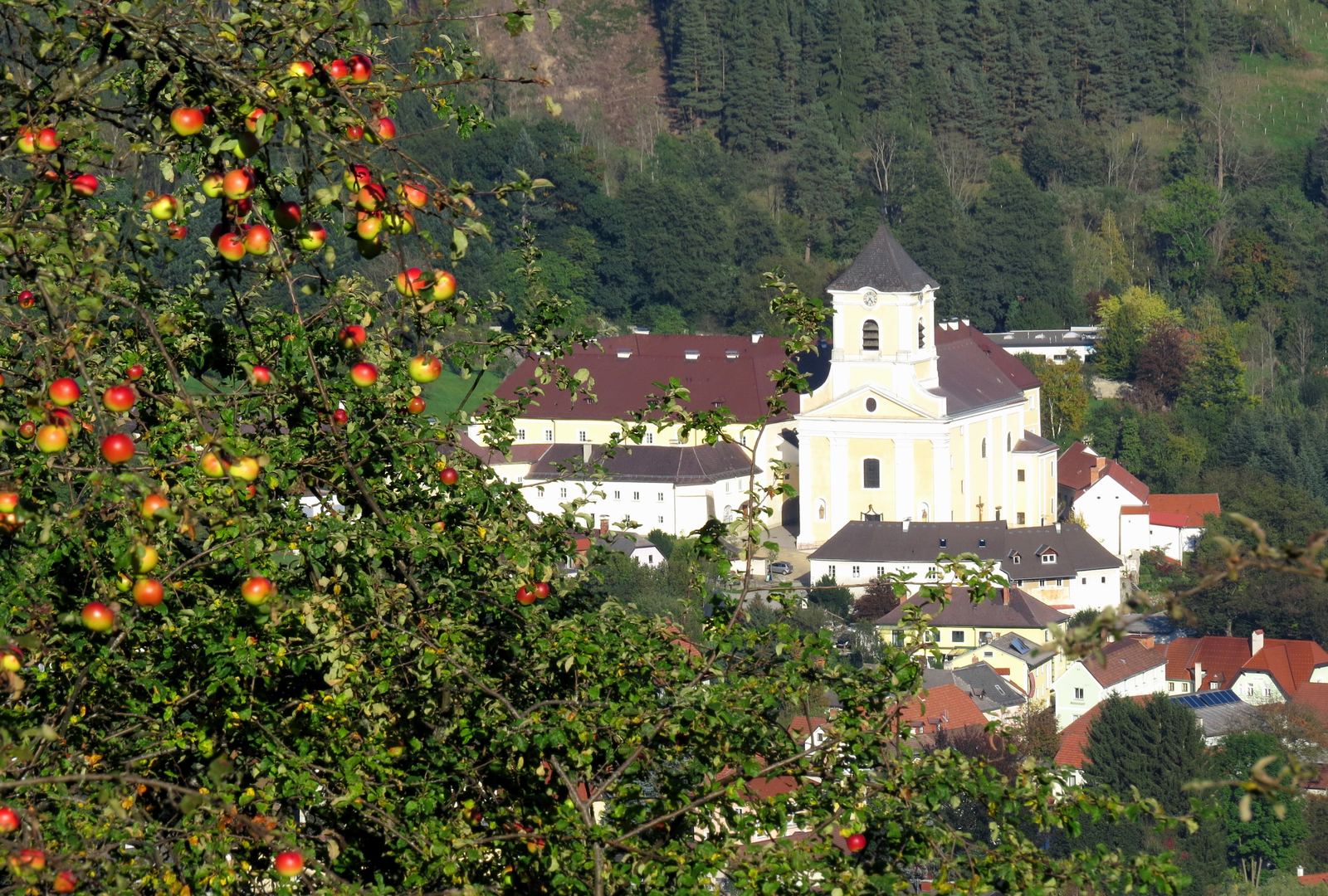 Pfarrkirche St. Jakob hinter einem Apfelbaum voller Früchte