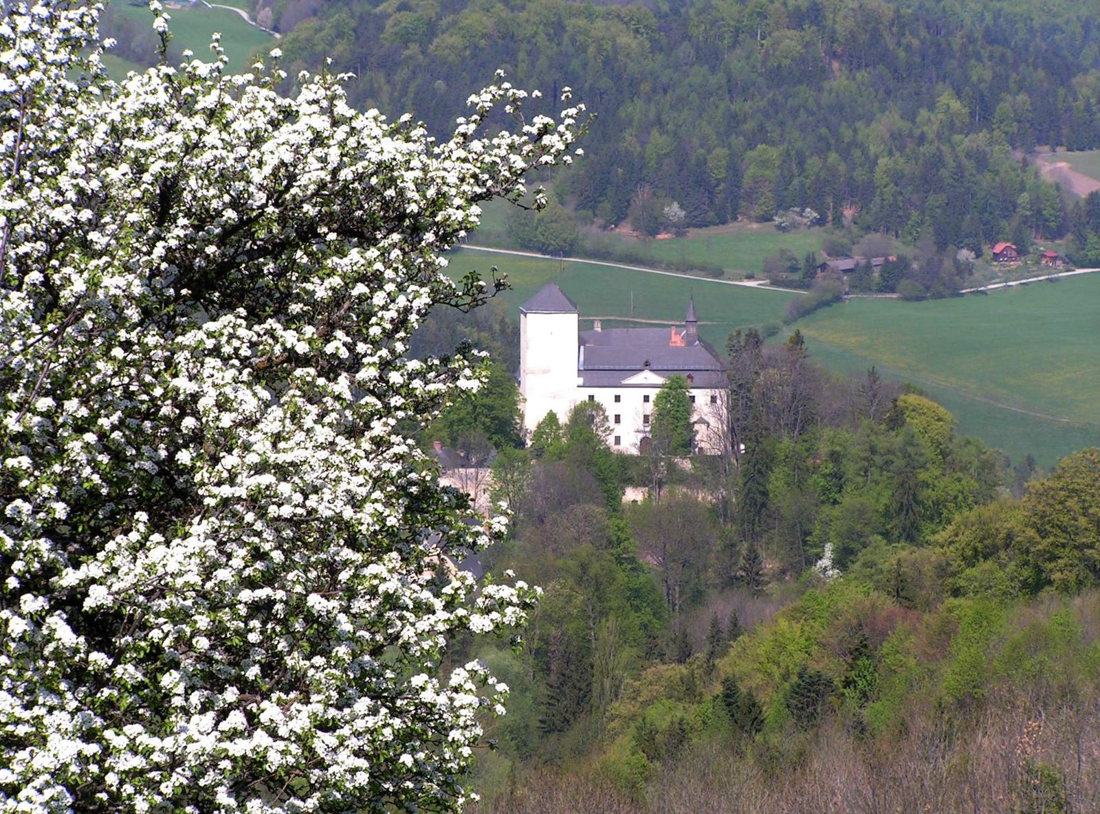 Blick über einen blühenden Birnbaum auf das Schloss Kirchberg im Frühling