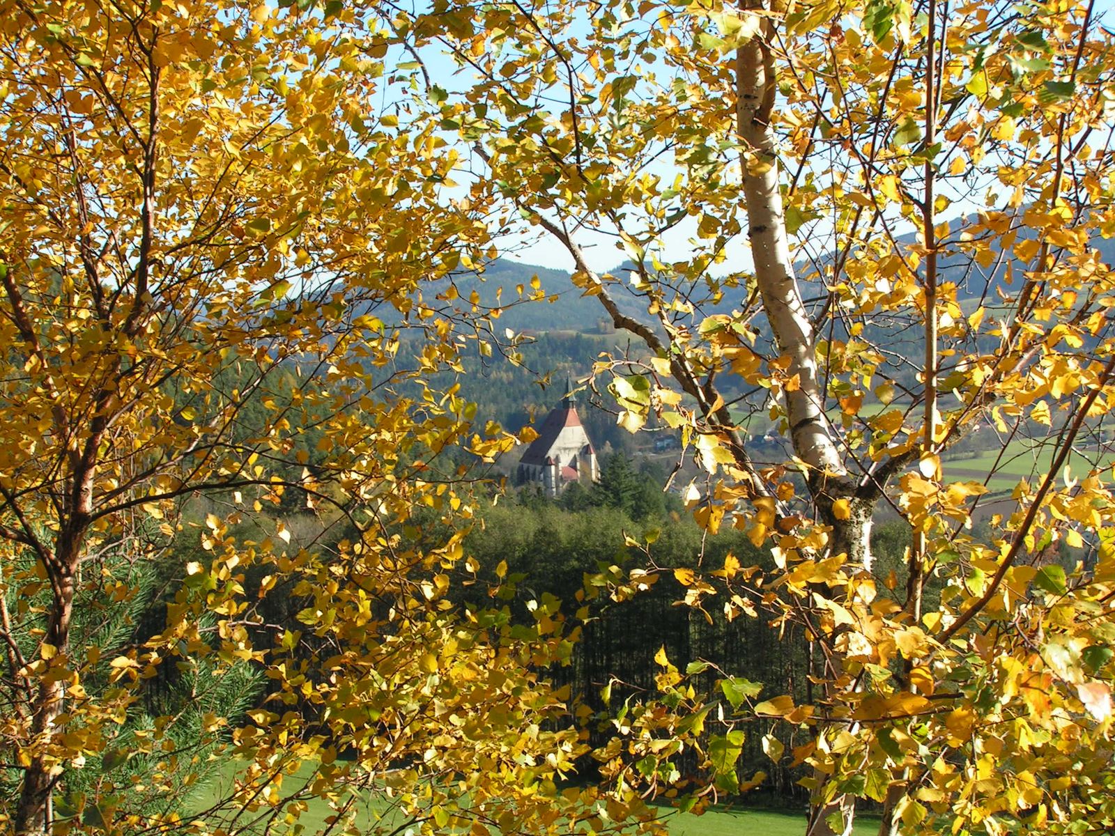 Die St. Wolfgangskirche zwischen goldgelben Birkenblättern